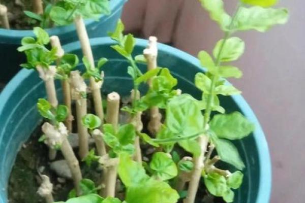 忌动土种花算动土吗(忌动土能种树吗)