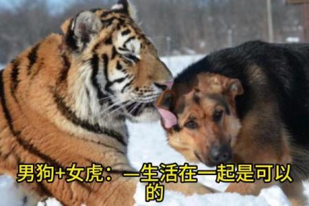 1994年属狗的最佳婚配_1994年属狗的最佳婚配时间