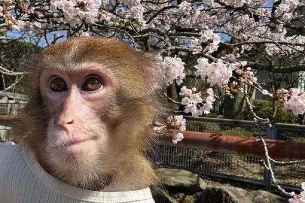 暗香浮动打一生肖 暗香浮动打一生肖