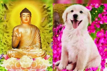 70年属狗二次婚姻在几岁 70年属狗二次婚姻最佳年龄解析