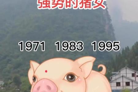 属猪的人今日运势和财运 属猪人今日运势解析财运亨通机遇与挑战并存