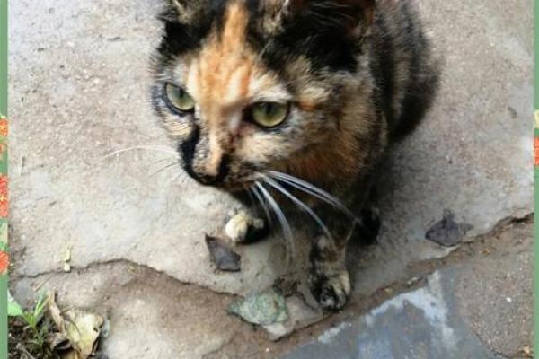 油腔滑调是什么生肖(油腔滑调是什么生肖猪) 油腔滑调是什么生肖(油腔滑调是什么生肖猪)