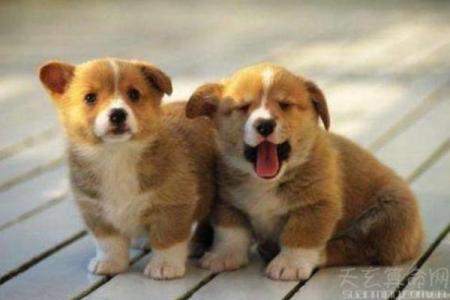 甲戌年属狗是什么命_甲戌狗年是哪一年