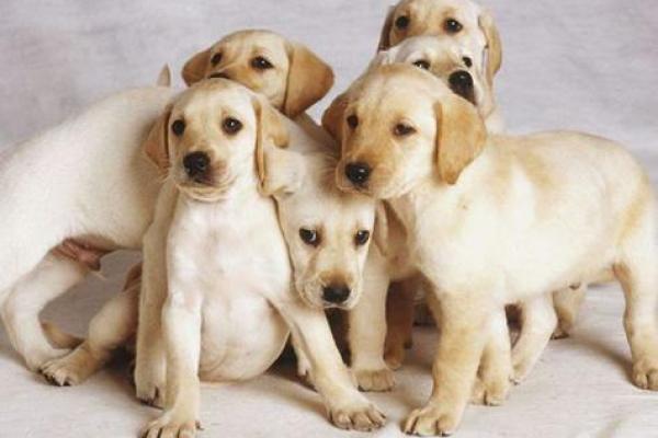 梦见狗的七大预兆