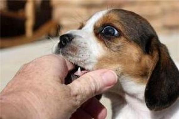 男人梦见狗咬手是吉兆 男人梦见狗咬手是吉兆