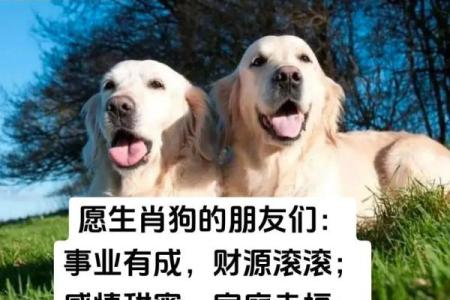 1970年金狗2025年运势详解财运事业健康全解析