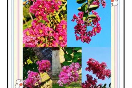 东方紫薇 东方紫薇神秘花语与园林艺术的完美融合