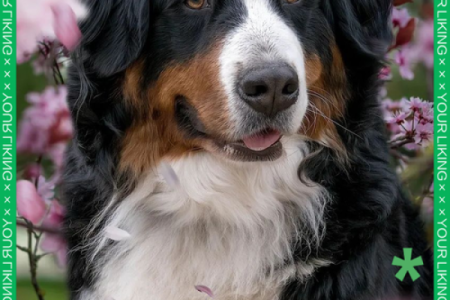 狗和狗和猪的属相适合做夫妻吗 狗和猪属相婚配天生一对还是水火不容