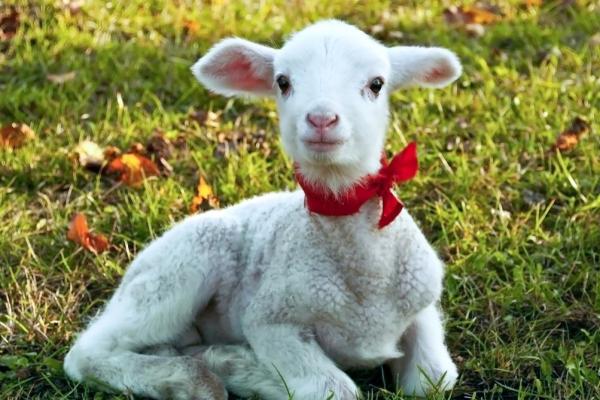 1979女羊2025年运势_79属羊女46有大横财发吗 1979女羊2025年运势_79属羊女46有大横财发吗