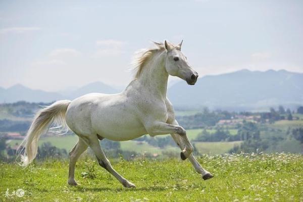 1990年属马一生婚姻运势_90属马人36岁才是大运