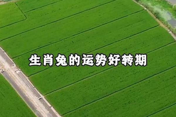 2025兔的全年运势如何 2025年兔年运势全解析全年运程大揭秘