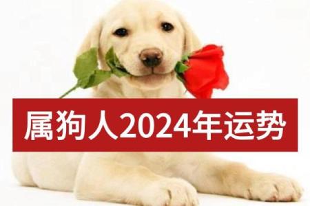 1994年2024年属狗人的全年运势_1994年属狗人2024年运势运程