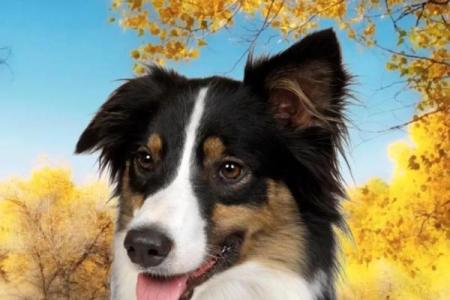 生手生脚指什么生肖