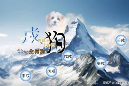 2006年属狗男孩的命运_2006年属狗男孩命运解析未来运势与性格特点