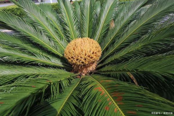 铁树本期开金花是什么生肖 铁树本期开金花是什么生肖