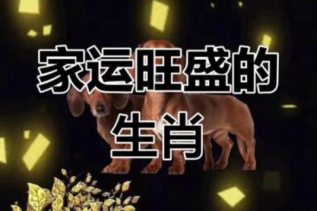 属狗人跟谁一起财运好_属狗人财运最佳搭档与谁合作最旺财