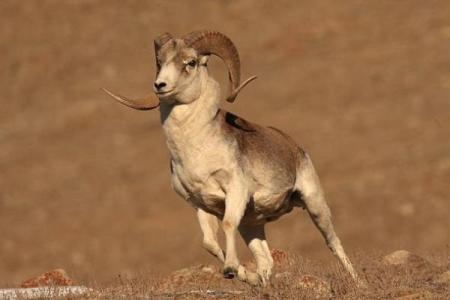 男人梦见羊群是什么预兆