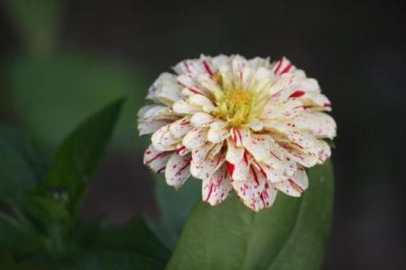 顶天立地打一生肖