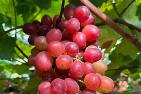 男人梦见葡萄是什么预兆