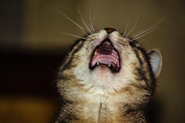 “眉眼传情”打一个生肖动物,眉眼传情打一最佳动物答案解释释义落实 “眉眼传情”打一个生肖动物,眉眼传情打一最佳动物答案解释释义落实