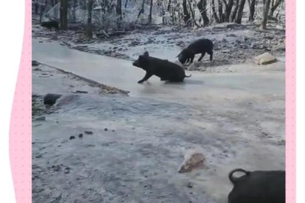 倒立行走是什么生肖(倒立行走是成语吗) 倒立行走是什么生肖(倒立行走是成语吗)