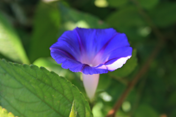 落地生根是什么生肖 落地生根是什么生肖