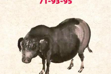 1983属猪的2025全年运势_83属猪人未来二十年运势