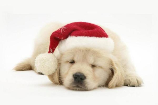 梦到小狗是什么意思 梦到小狗是什么意思