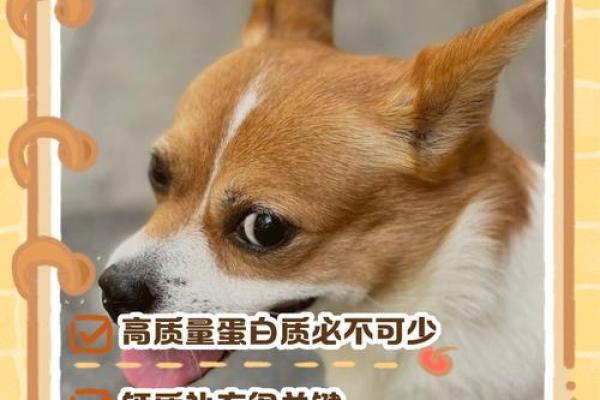 梦见狗下崽是什么意思 梦见狗下崽是什么意思