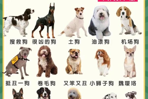 下午五点出生的属狗男孩取什么名，适合什么字姓名