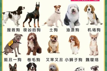 下午五点出生的属狗男孩取什么名，适合什么字姓名