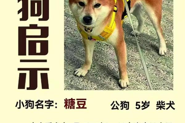 一月份出生的属狗男孩如何取名字姓名